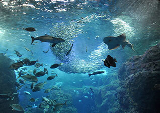 New Enoshima Aquarium