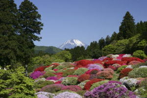富士山に向かって駆け上がるように咲くツツジ