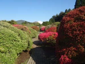 2012.5.11庭園奥まで進みますとピンク、赤のツツジがキレイにご覧いただけます。