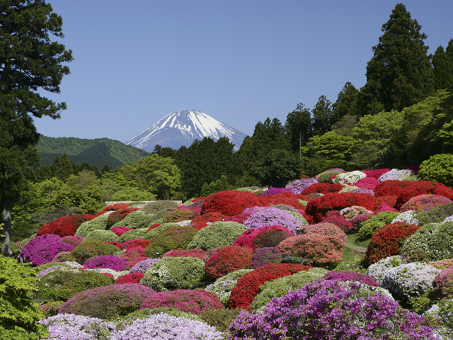 庭園に咲くツツジと富士山