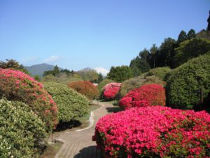 世界文化遺産としての条件付きの登録を勧告された富士山と一緒にツツジの花もご覧ください