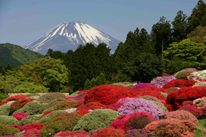 山のホテルつつじ庭園から望む富士山