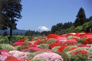 ツツジ庭園から「富士山」を望む