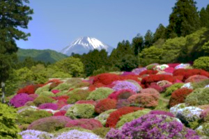 富士山とツツジ