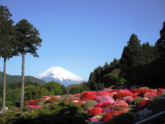 つつじ・しゃくなげフェア2014