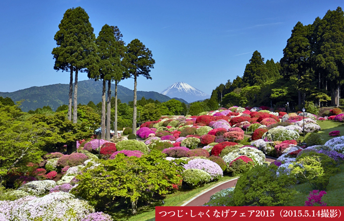 つつじ・しゃくなげフェア2015（2015.5.14撮影）