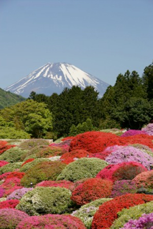 2015年のツツジ庭園と富士山