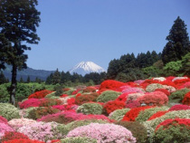 富士山とツツジ庭園