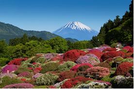 ツツジ庭園と富士山