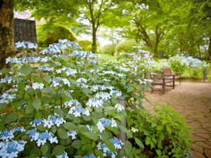 山のホテル庭園のアジサイ