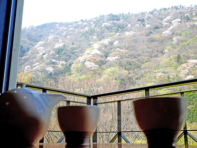 客室から見た湯坂山の山桜　